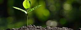 Plant a Memorial Tree