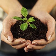 honouring a life memorial tree program